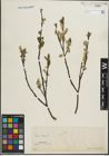 Foto von Salix hastata L.